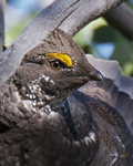 Dusky Grouse